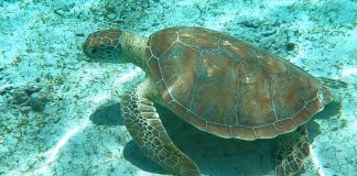 The Gili Islands Underwater Destination for Snorkeling and Diving